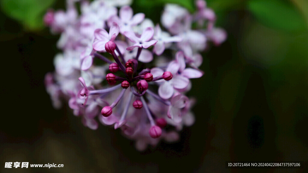 丁香花