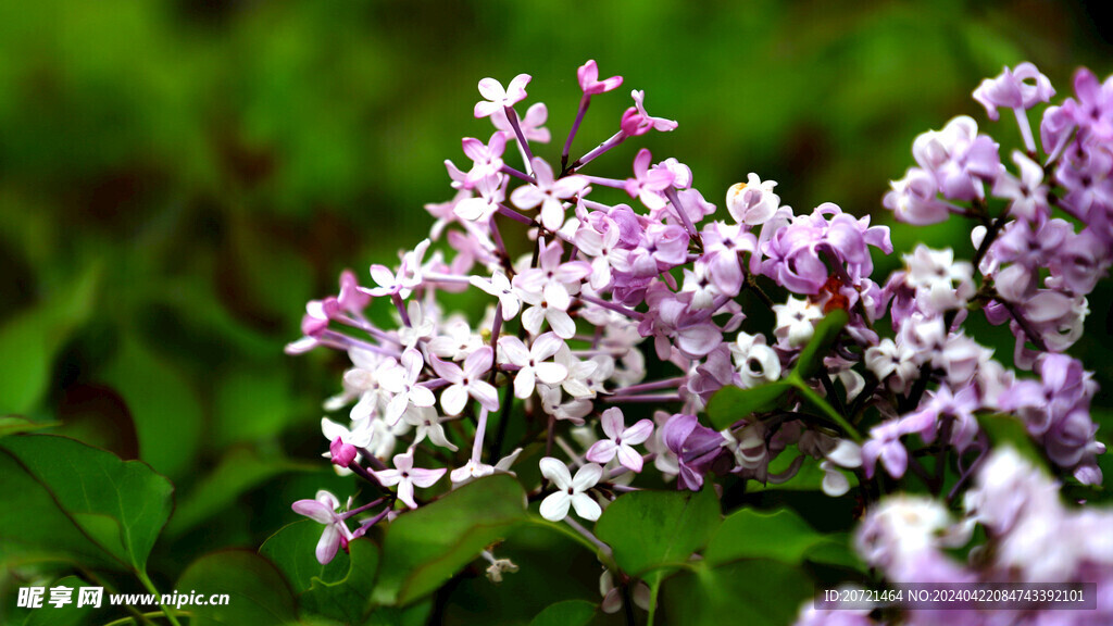 丁香花