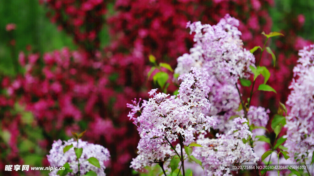 丁香花