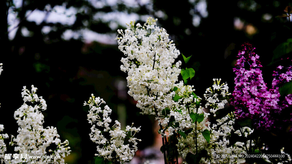 丁香花