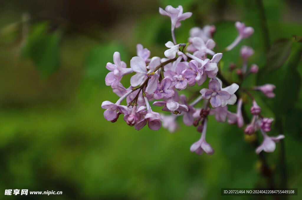 丁香花