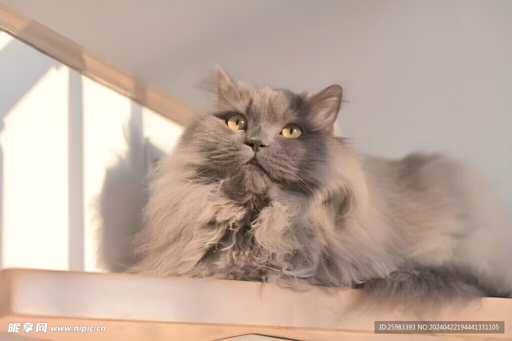 猫