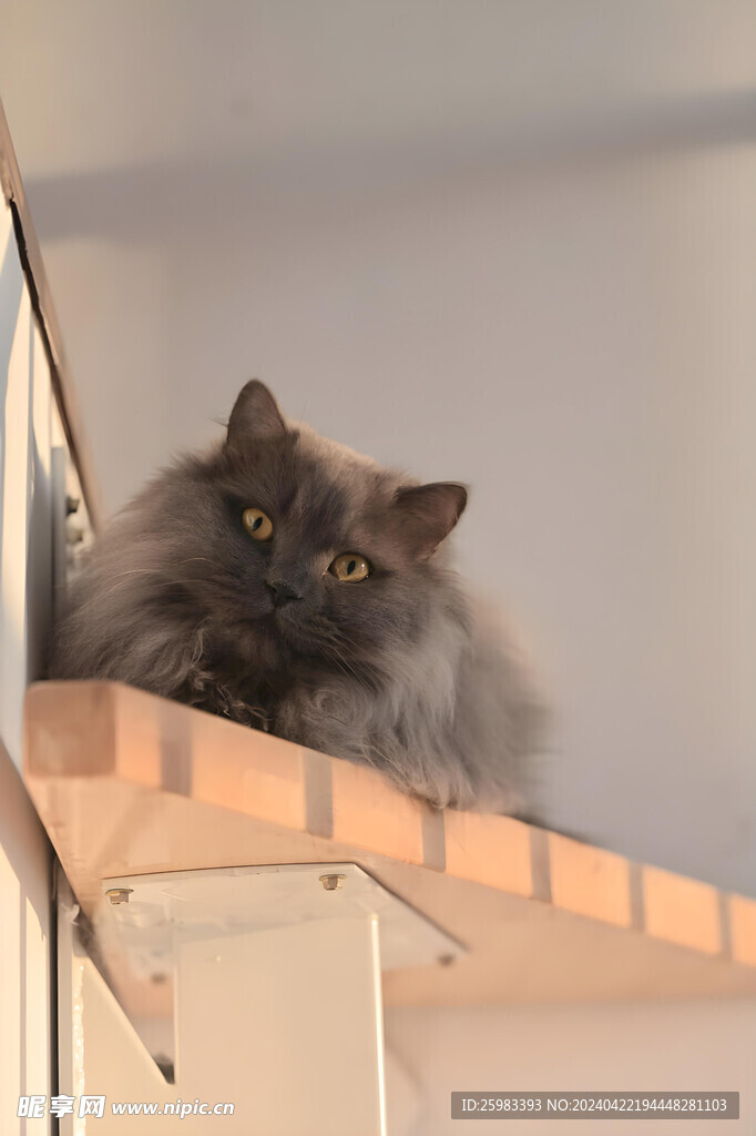 猫