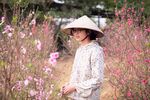 桃花图片