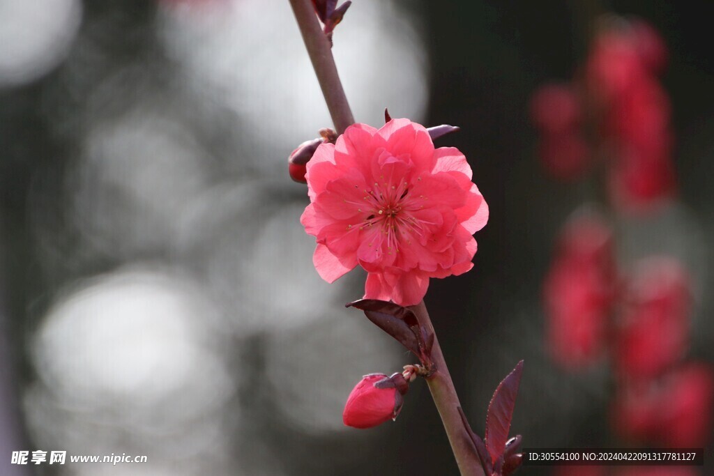 桃花图片 