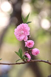 桃花图片