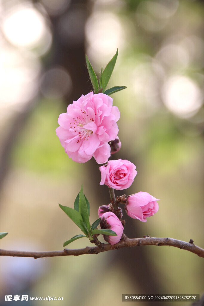 桃花图片