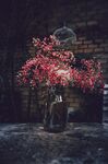 桃花图片