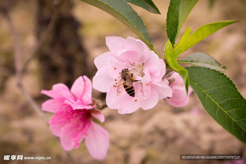 桃花图片 