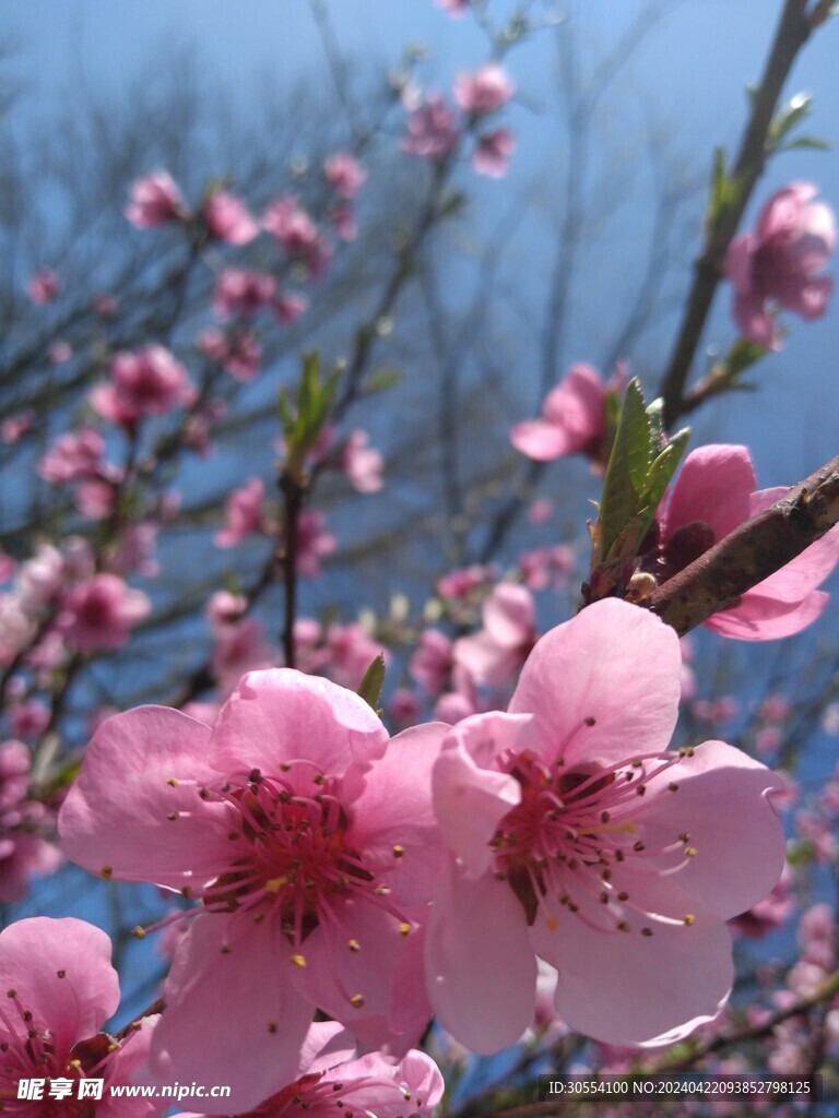 桃花图片