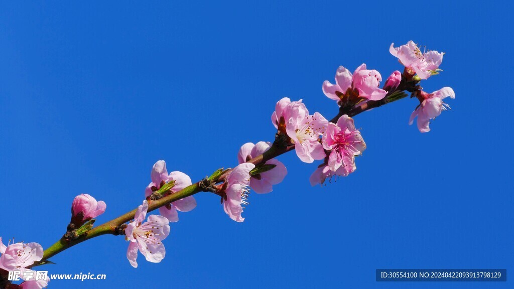 桃花图片 