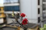 三角梅图片