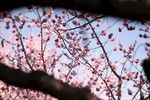 三角梅图片
