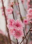 三角梅图片