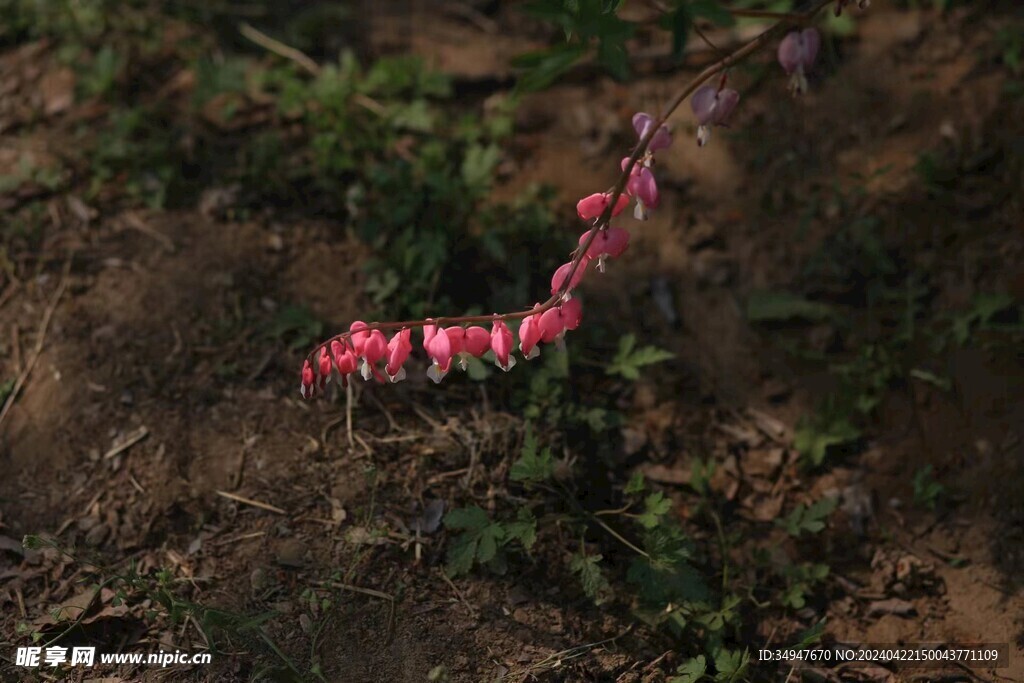 花串