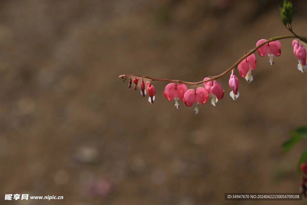 铃铛花