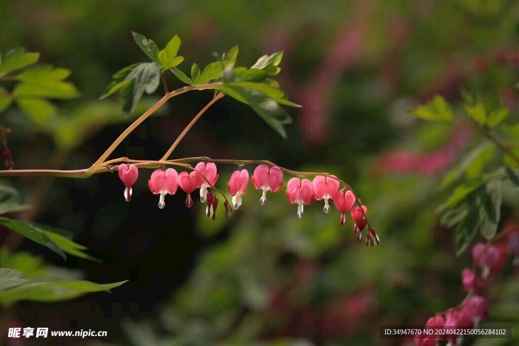 铃铛花