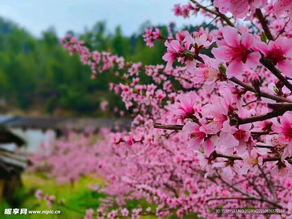 桃花