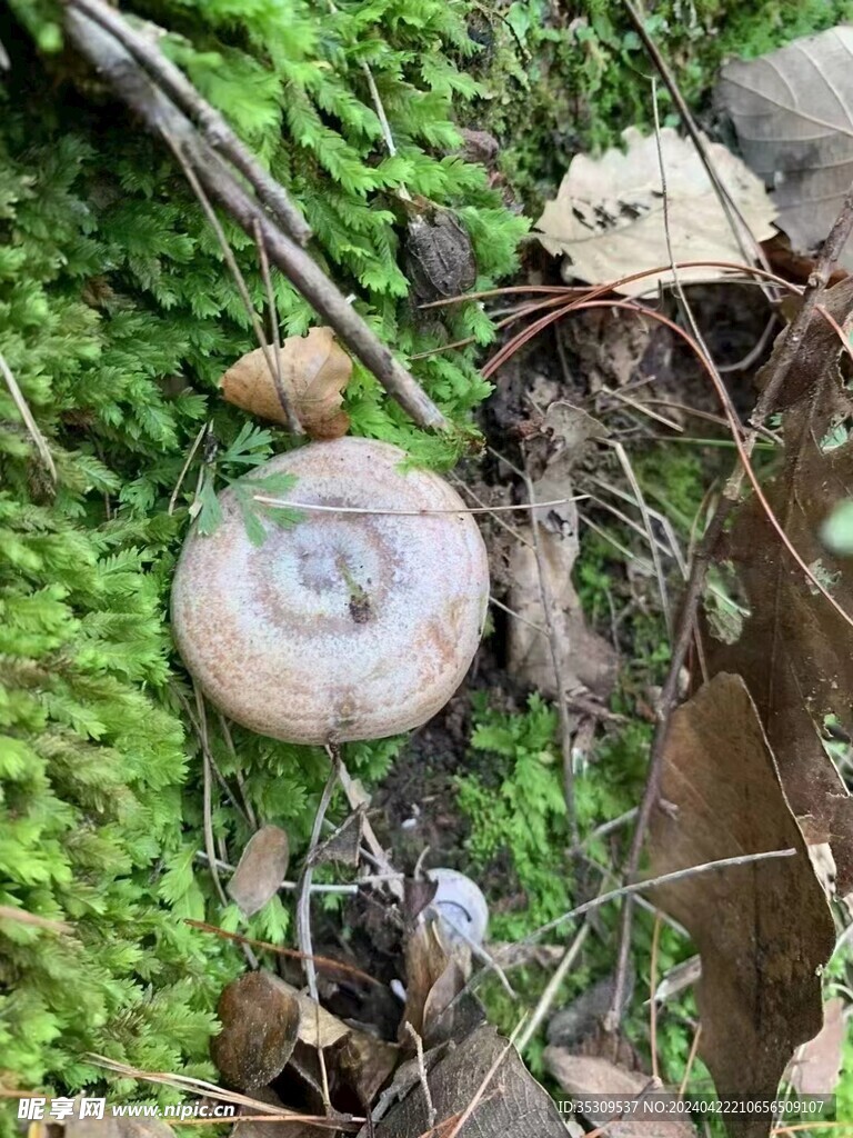 蘑菇