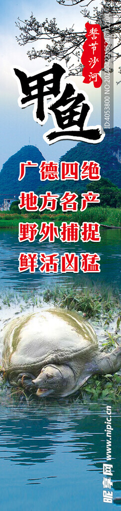 甲鱼海报  