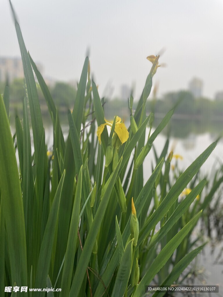 黄鸢尾