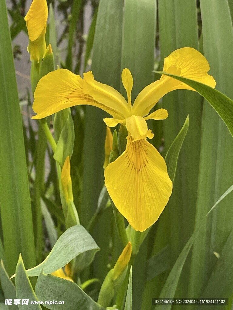 黄鸢尾