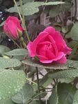 蔷薇花