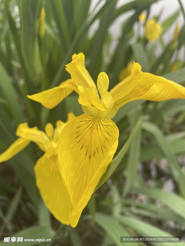 黄鸢尾