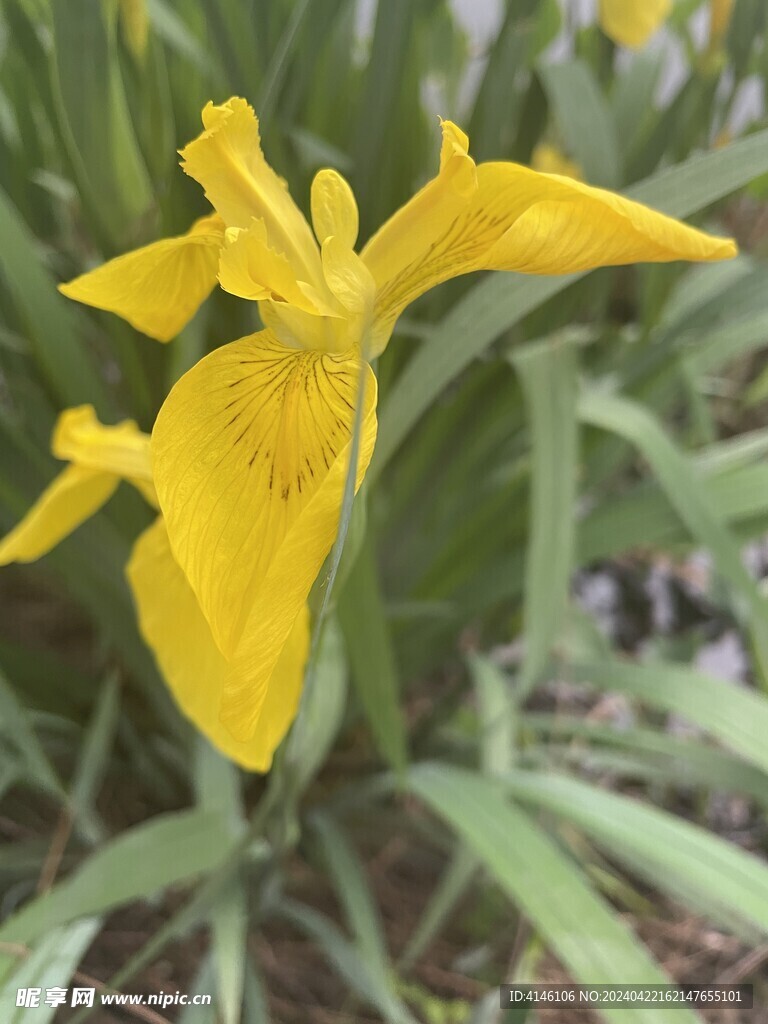 黄鸢尾