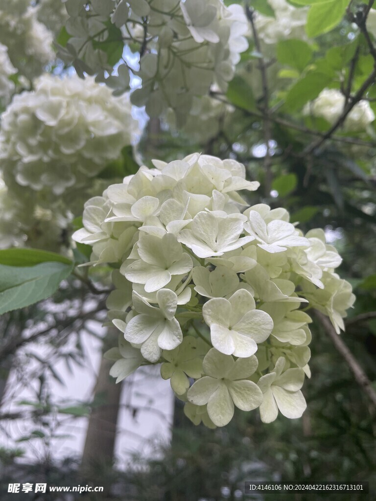 绣球花