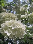 绣球花