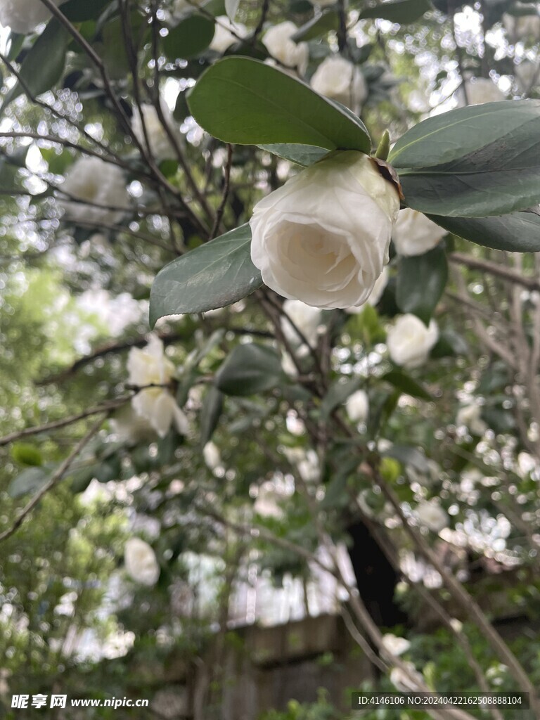 茶花