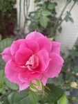 蔷薇花