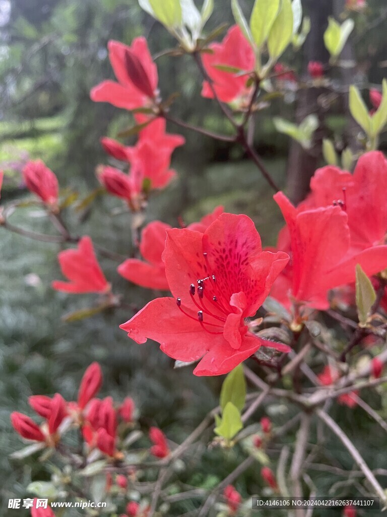 杜鹃花