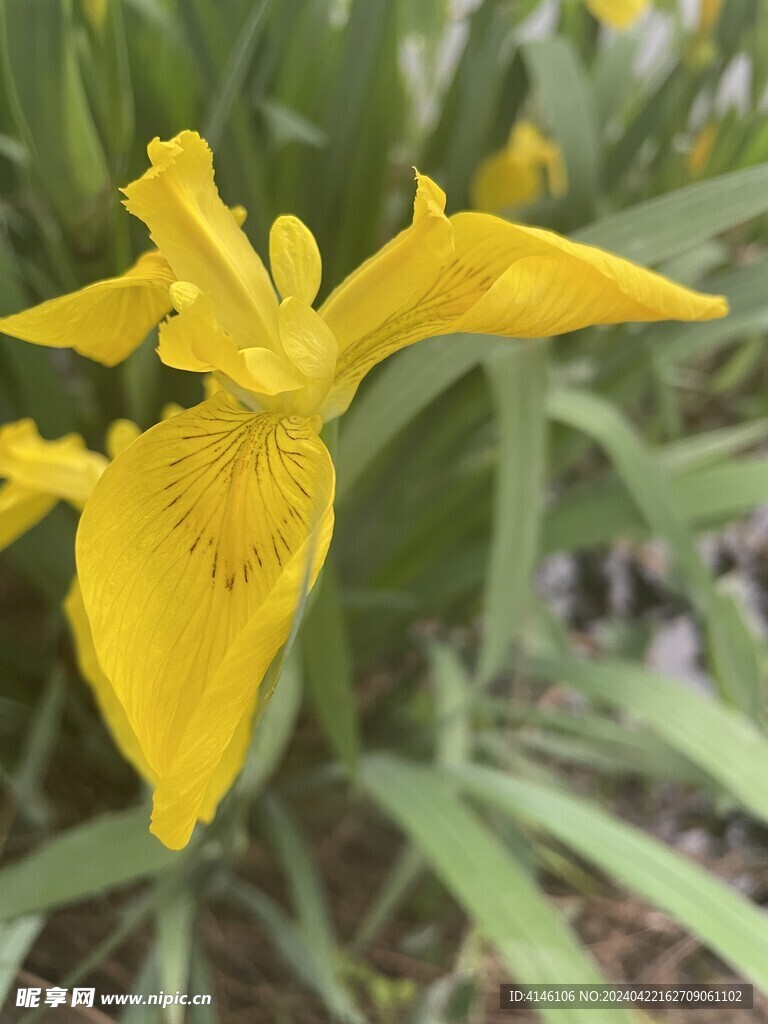 黄鸢尾