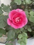 蔷薇花