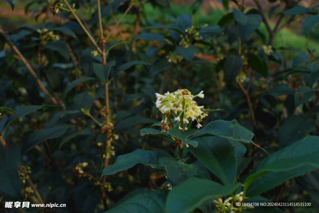 桂花树