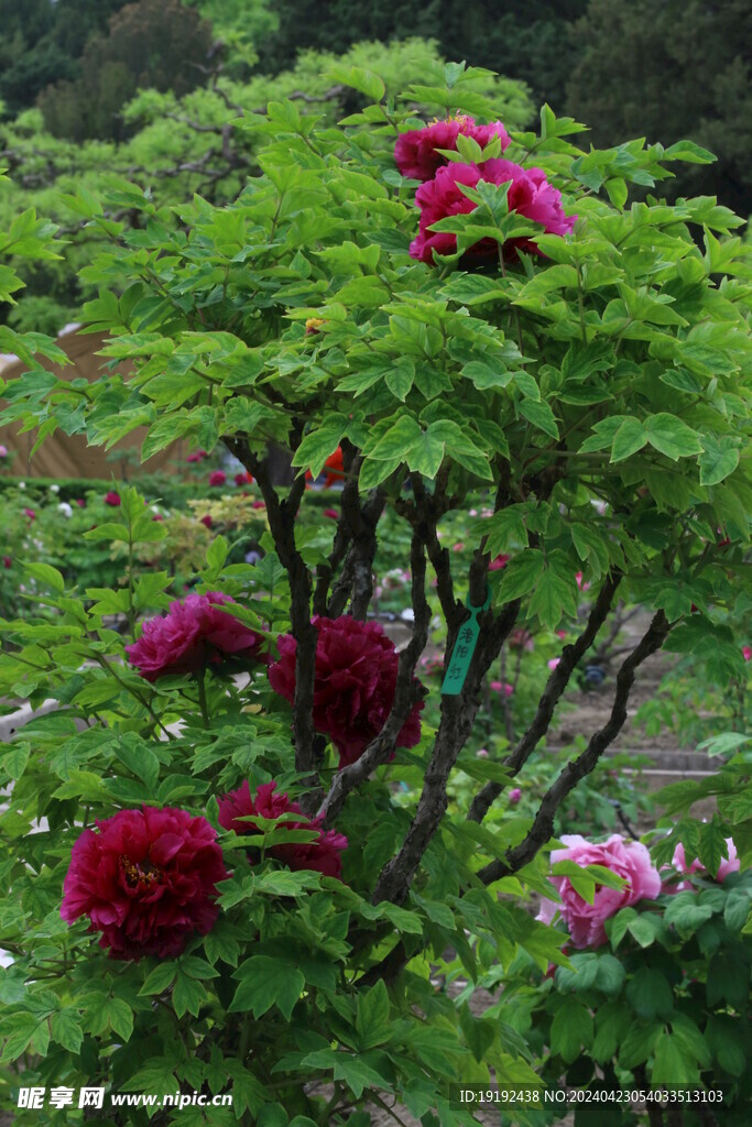 牡丹花 