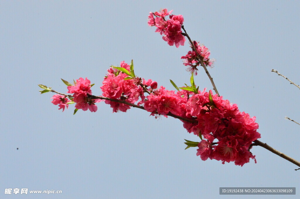 碧桃花 