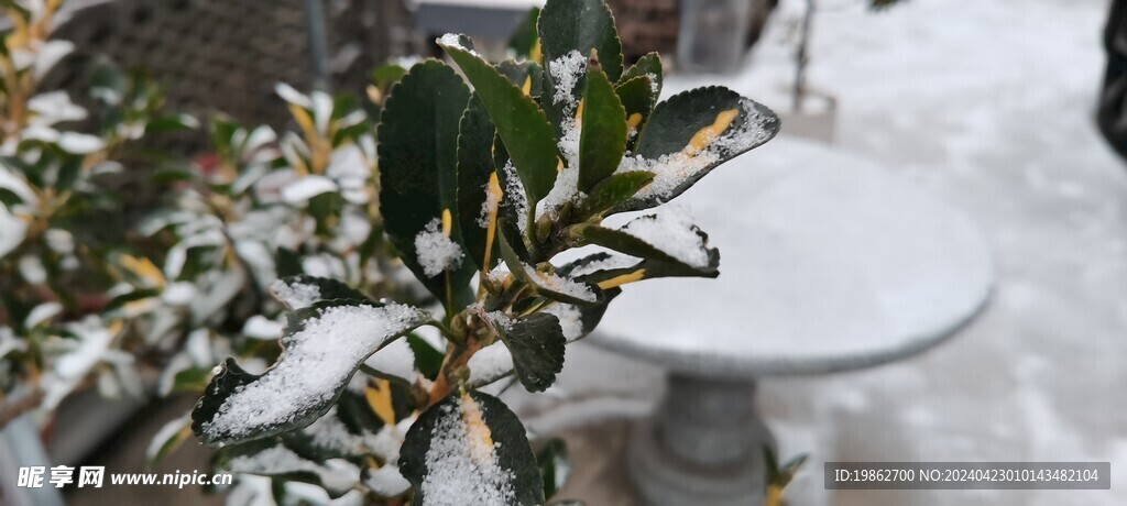 冬天雪景农村