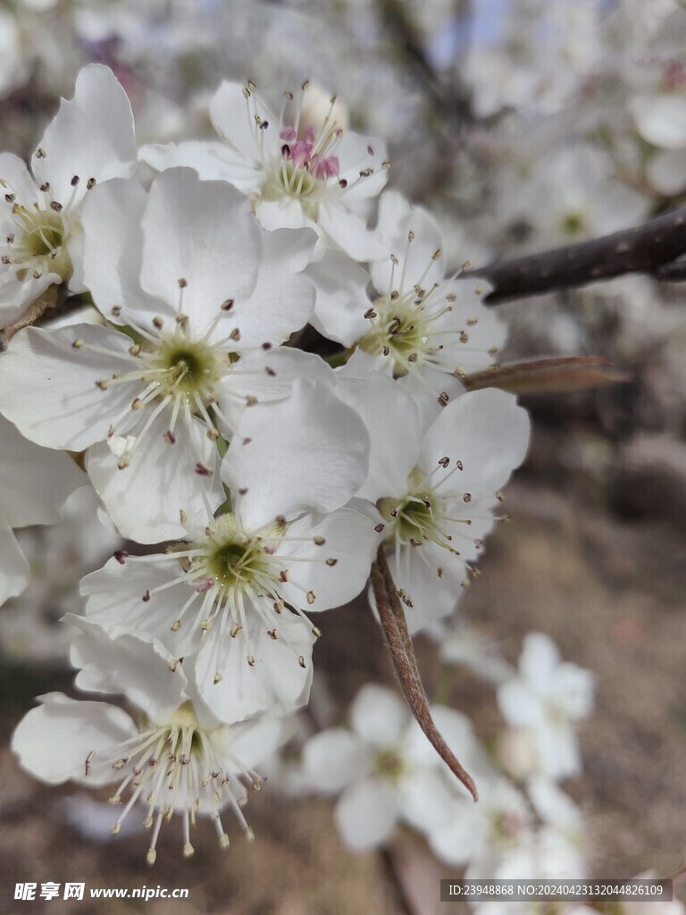 梨花