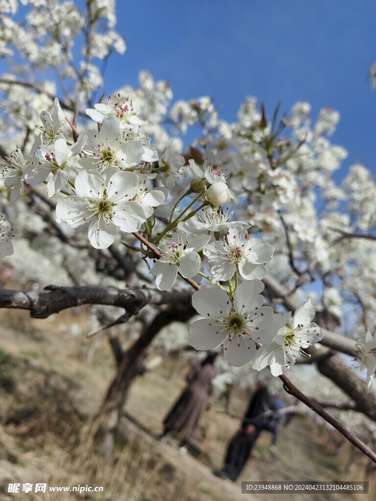 梨花