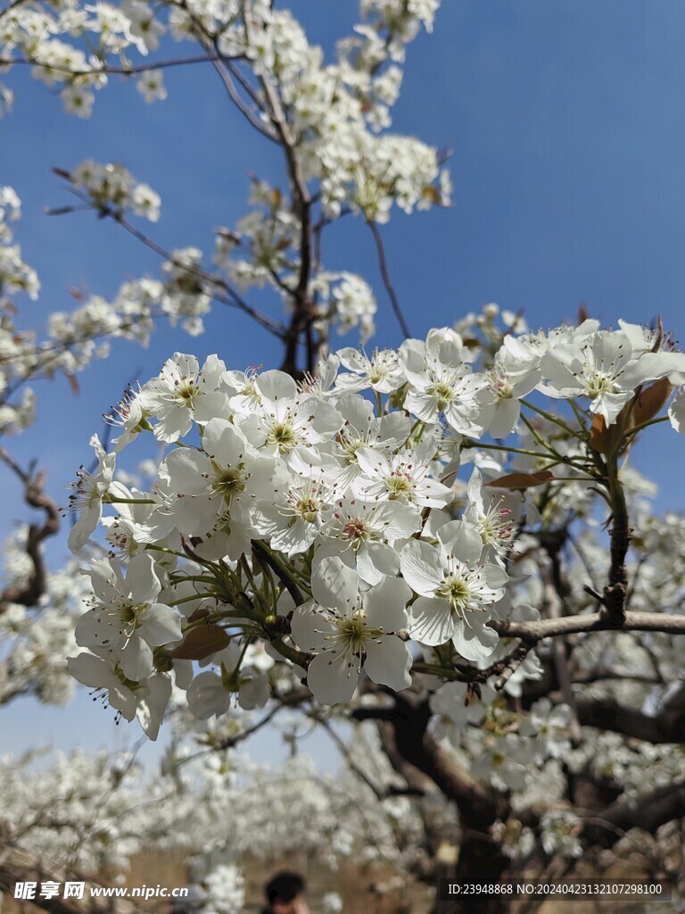 梨花