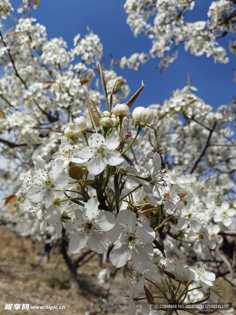 梨花