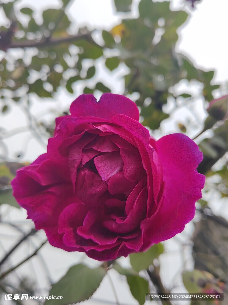 玫瑰红的花