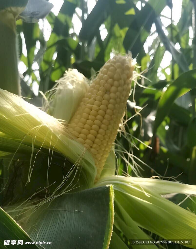 玉米栽培