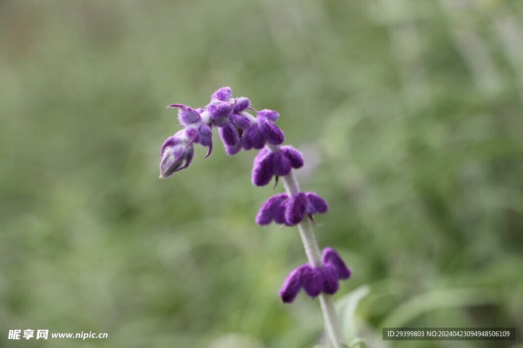 鼠尾草