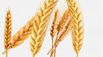 小麦 麦穗素材