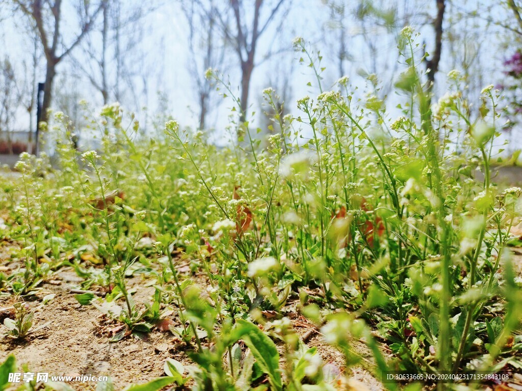 路边的野花