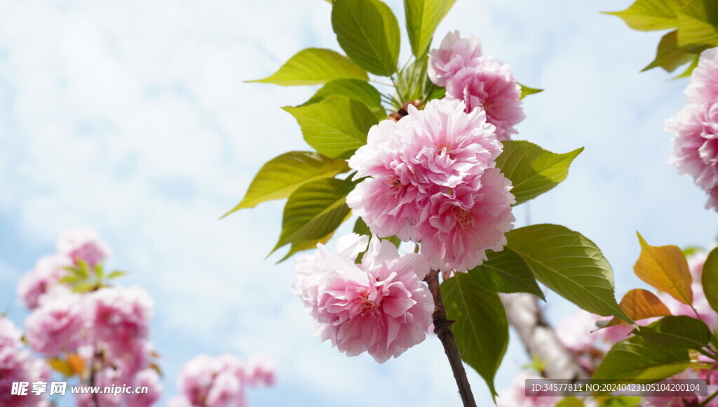 樱花